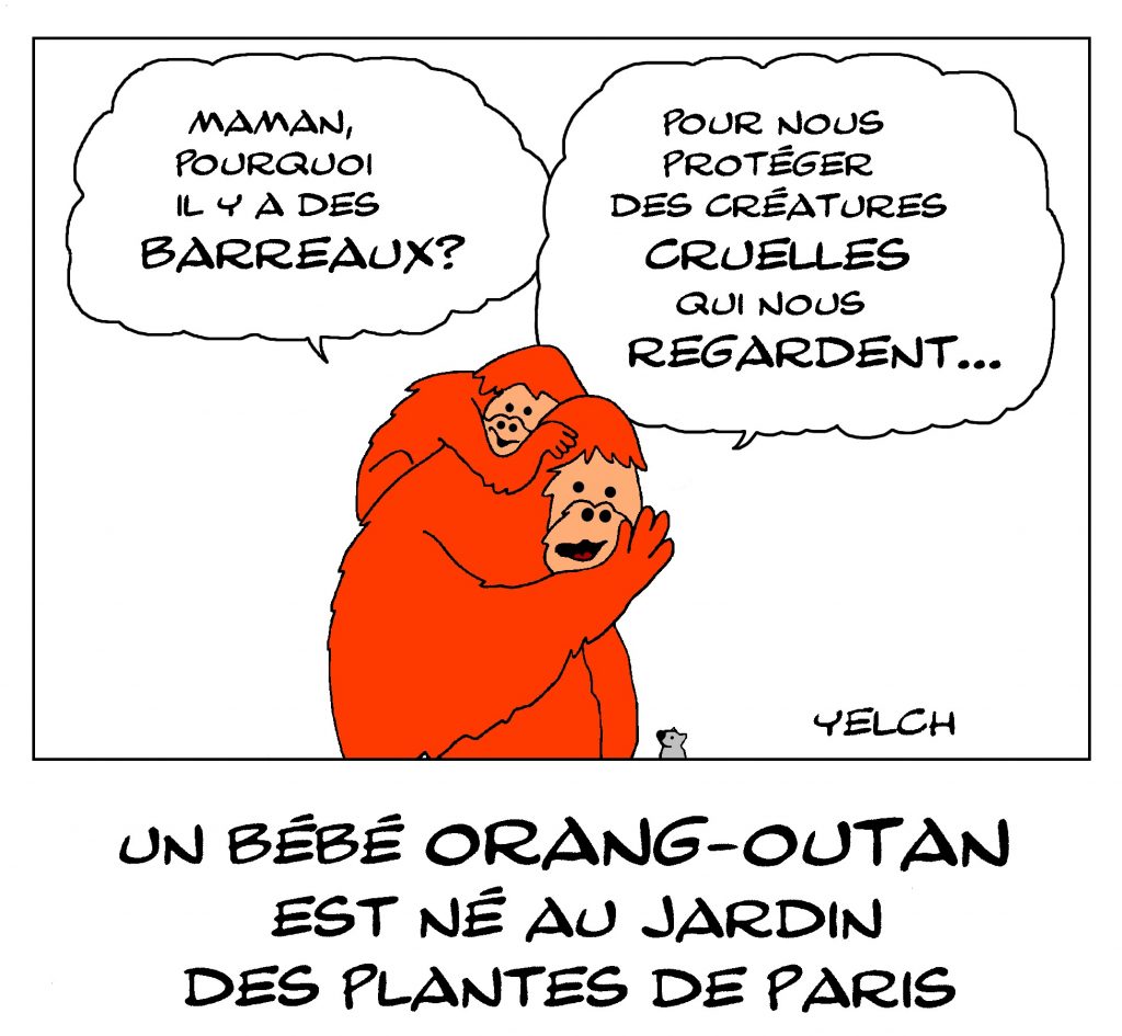 dessin de Yelch sur la naissance d’un bébé orang-outan au Jardin des Plantes de Paris