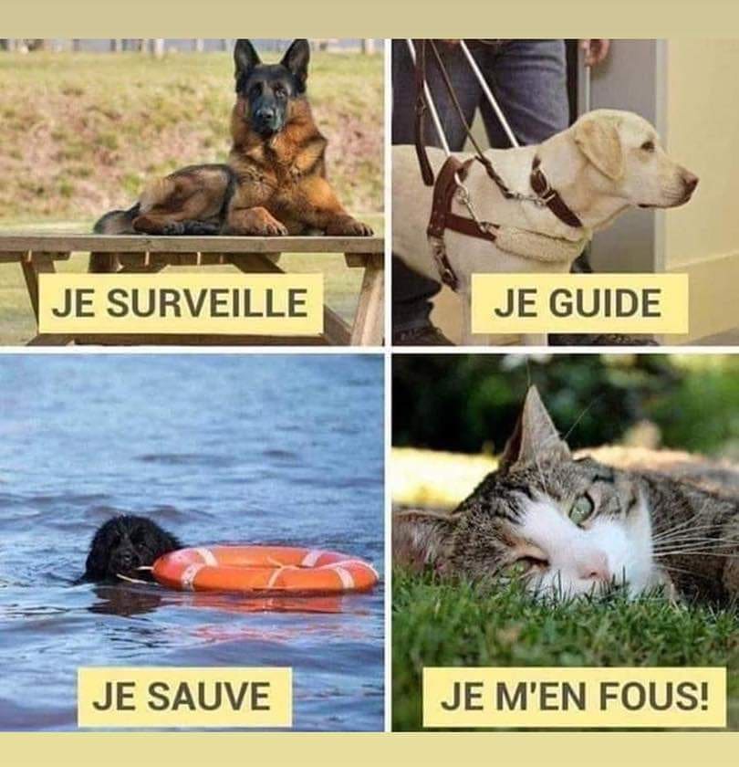 photo humour image drôle service rendu chien/chat