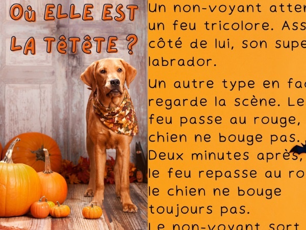 humour, blague sur les arnaques, blague sur les aveugles, blague sur les chiens, blague sur les chiens guides, blague sur les handicaps