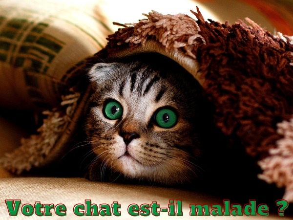 humour, blague chats, blague félins, blague santé, blague maladies, blague siestes, blague animaux