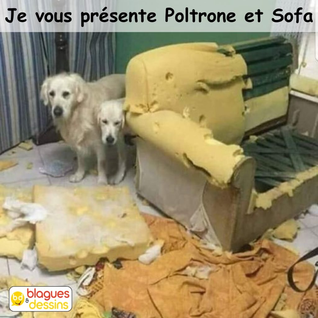 dessin humour canapé chien image drôle PoltroneSofa